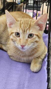 Sriracha -  Domestic Short Hair Cat for Adoption in Antioch, California - Sriracha | PetCurious