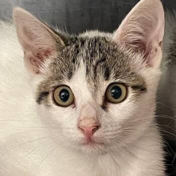 Fanta -  Domestic Short Hair Cat for Adoption in Long Beach, California - Fanta | PetCurious
