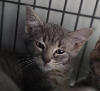 Spirit -  Domestic Short Hair Cat for Adoption in Saginaw, Michigan - Spirit | PetCurious