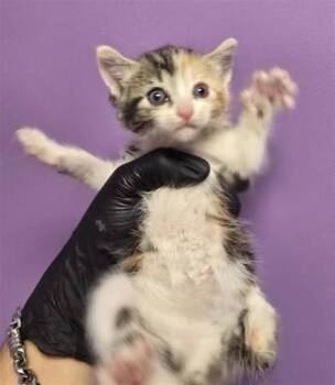 Domestic Short Hair Cats Available for Adoption in El Paso, Texas - Hermoine Granger* | PetCurious