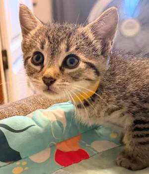 Kevin -  Domestic Short Hair Cat for Adoption in Winnipeg, Manitoba - Kevin | PetCurious