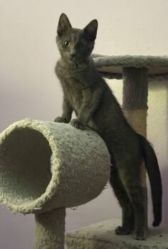 Twizler -  Domestic Short Hair Cat for Adoption in Garden City, Michigan - Twizler | PetCurious