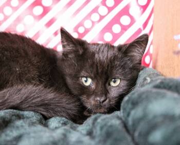 Rescue Domestic Short Hair Cats for Adoption in Kettering, Ohio - Bynx | PetCurious