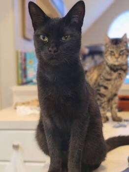 Rescue Domestic Short Hair Cats for Adoption in Mount Pleasant, Texas - Lucky | PetCurious