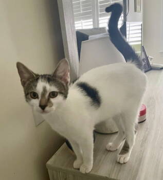 Rescue Tabby and Domestic Short Hair Cats for Adoption in Garner, North Carolina - Junebug | PetCurious