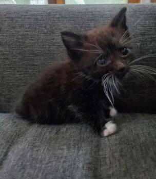 Billy Ray -  Domestic Short Hair Cat for Adoption in Pomona, New York - Billy Ray | PetCurious