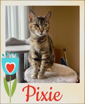 Domestic Short Hair Cats Available for Adoption in Valley City, North Dakota - Pixie | PetCurious