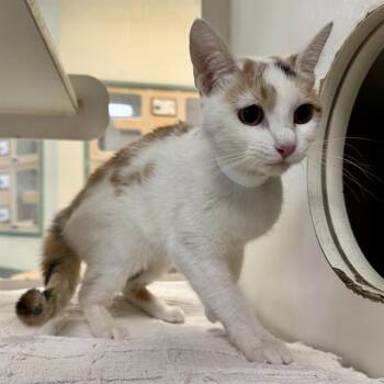 HALO -  Domestic Short Hair Cat for Adoption in Riverside, California - HALO | PetCurious