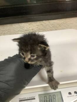 Rescue Domestic Short Hair Cats for Adoption in Fort Worth, Texas - 1 | PetCurious