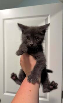 Rescue Domestic Short Hair Cats for Adoption in Moncks Corner, South Carolina - Paw-drey Hepburn | PetCurious