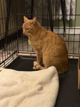 Domestic Short Hair Cats Available for Adoption - Miss Mango | PetCurious