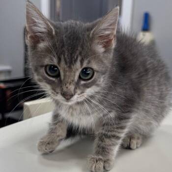 Macchiato -  Domestic Medium Hair Cat for Adoption in Normal, Illinois - Macchiato | PetCurious