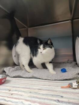 Rescue Domestic Short Hair Cats for Adoption in Fergus Falls, Minnesota - Cookie | PetCurious