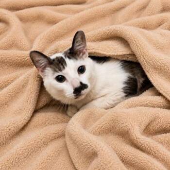 Bubbles -  Domestic Short Hair Cat for Adoption in Covington, Louisiana - Bubbles | PetCurious