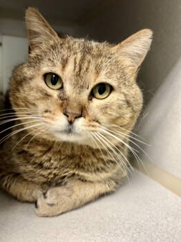 Rescue Tabby and Domestic Short Hair Cats for Adoption in Crossville, Tennessee - SAMUEL L CATSON (FIV+) | PetCurious