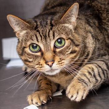 Domestic Short Hair Cats Available for Adoption in Hattiesburg, Mississippi - Waffles | PetCurious