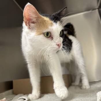 Abbey -  Domestic Short Hair Cat for Adoption in Philadelphia, Pennsylvania - Abbey | PetCurious