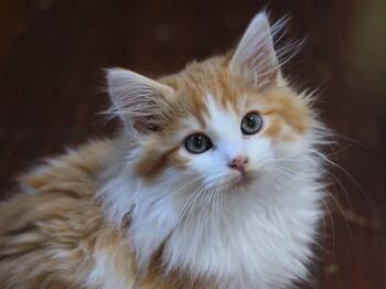 Domestic Long Hair Cats Available for Adoption in Greensburg, Pennsylvania -  Keith  | PetCurious