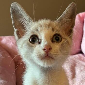 Jaxson -  Siamese and Domestic Short Hair Cat for Adoption in Cumming, Georgia - Jaxson | PetCurious