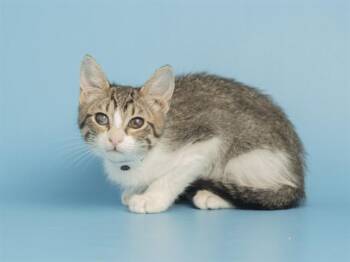 CROOKSHANKS -  Domestic Short Hair Cat for Adoption in Phoenix, Arizona - CROOKSHANKS | PetCurious
