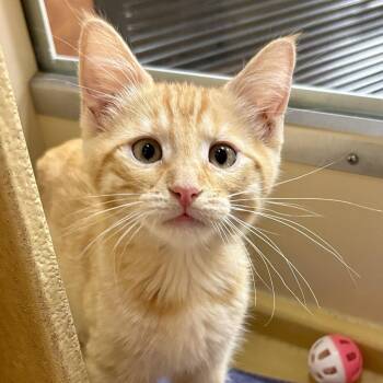 Cheeto -  Domestic Short Hair Cat for Adoption in Sonora, California - Cheeto | PetCurious