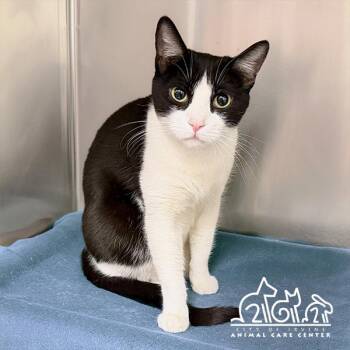 Domestic Short Hair Cats Available for Adoption in Irvine, California - TUX | PetCurious