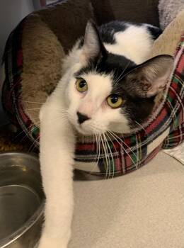 Oreo -  Domestic Short Hair Cat for Adoption in Massena, New York - Oreo | PetCurious