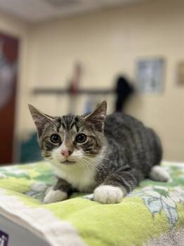 DIEGO -  Domestic Short Hair Cat for Adoption in Aliquippa, Pennsylvania - DIEGO | PetCurious