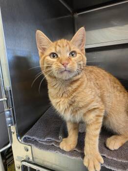 Domestic Short Hair Cats Available for Adoption - Mallory | PetCurious