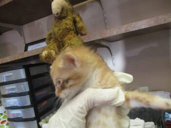 LARRY -  Domestic Short Hair Cat for Adoption in Ocala, Florida - LARRY | PetCurious