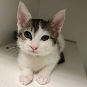 Rescue Domestic Short Hair Cats for Adoption in Long Beach, California - Samson | PetCurious