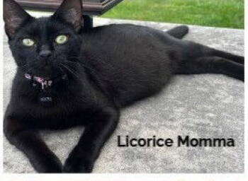 Rescue Domestic Short Hair Cats for Adoption in Hazlet, New Jersey - Licorice | PetCurious