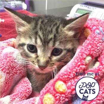 Domestic Short Hair Cats Available for Adoption - Stork | PetCurious