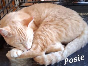 Domestic Short Hair Cats Available for Adoption in Longwood, Florida - Posie | PetCurious