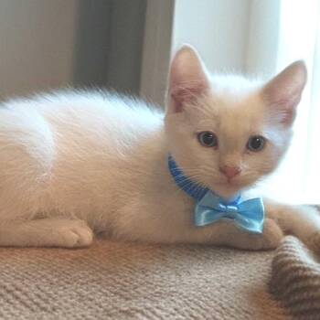 Bustang -  Domestic Short Hair Cat Available for Adoption in Denver, Colorado - Bustang | PetCurious