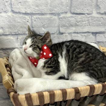 Domestic Short Hair Cats Available for Adoption - Snag | PetCurious