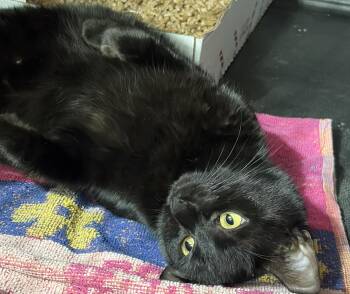 Domestic Short Hair Cats Available for Adoption in Westfield, Massachusetts - Carly | PetCurious