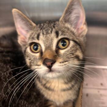 Domestic Short Hair Cats Available for Adoption in Belleville, Illinois - Ferret | PetCurious