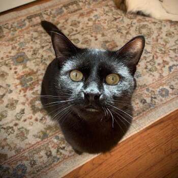 Rescue Domestic Short Hair Cats for Adoption in Buffalo, New York - Danny | PetCurious