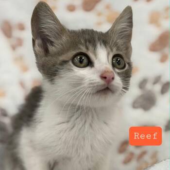 Reef -  Domestic Short Hair Cat for Adoption in Quail Heights, Florida - Reef | PetCurious