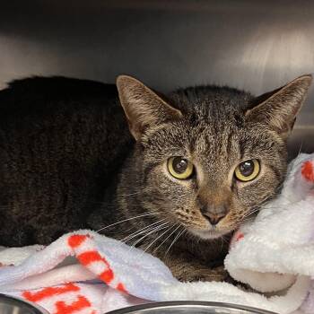 Domestic Short Hair Cats Available for Adoption in Mentor, Ohio - Ceramics | PetCurious