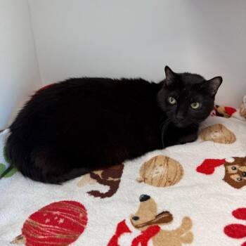 Bombay and Domestic Short Hair Cats Available for Adoption in Port Richey, Florida - Gypsy | PetCurious