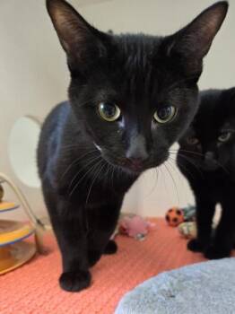 Rebel -  Domestic Short Hair Cat for Adoption in Erin, Ontario - Rebel | PetCurious