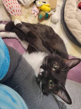 Domestic Short Hair Cats Available for Adoption in Hammond, Indiana - Cookies | PetCurious