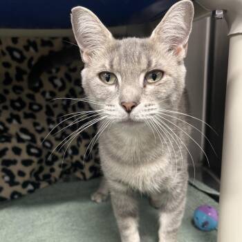 Ion -  Domestic Short Hair Cat for Adoption in Fort Wayne, Indiana - Ion | PetCurious