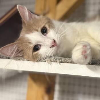 Zack -  Domestic Medium Hair Cat for Adoption in East Amherst, New York - Zack | PetCurious