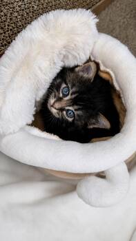 Jupiter -  Domestic Long Hair Cat for Adoption in West Hollywood, California - Jupiter | PetCurious