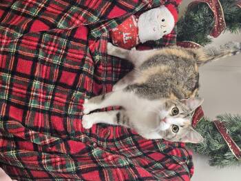 Rescue Calico Cats for Adoption in Bluffton, Indiana - Taffy | PetCurious