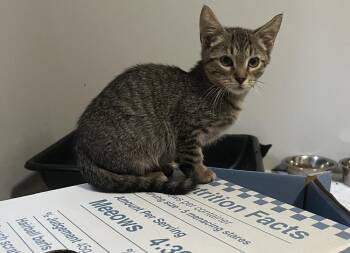 Trigger -  Domestic Short Hair Cat for Adoption in Wilmington, North Carolina - Trigger | PetCurious