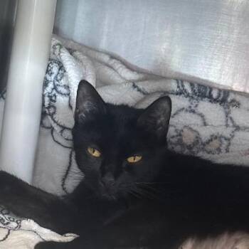 Winifred -  Domestic Short Hair Cat for Adoption in Brockton, Massachusetts - Winifred | PetCurious